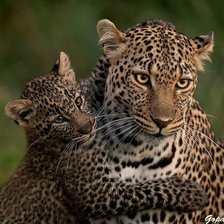 Схема вышивки «№2492079»