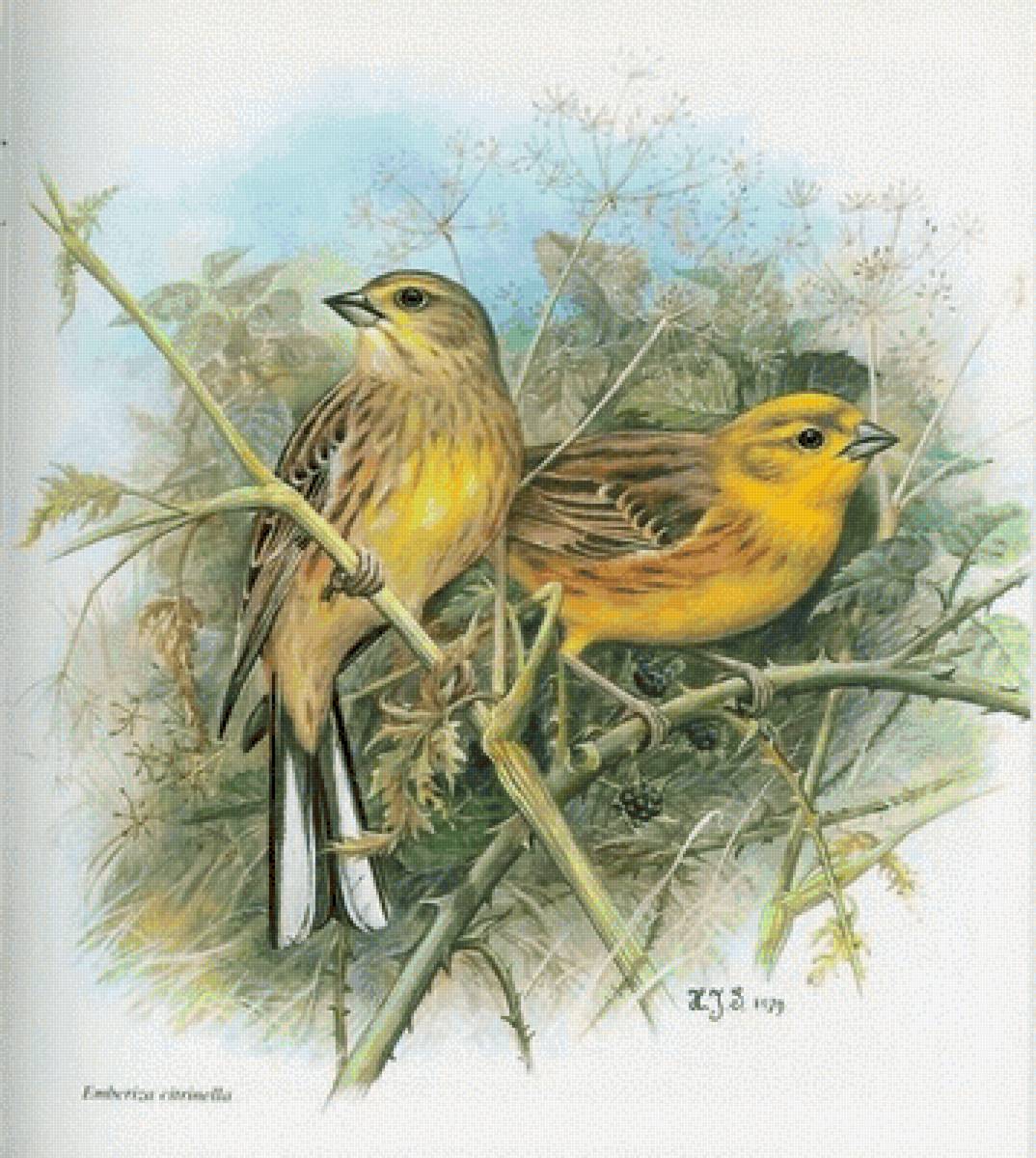 №2492091 - предпросмотр