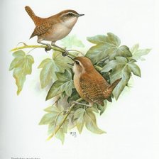 Схема вышивки «№2492092»