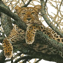 Схема вышивки «Леопард»