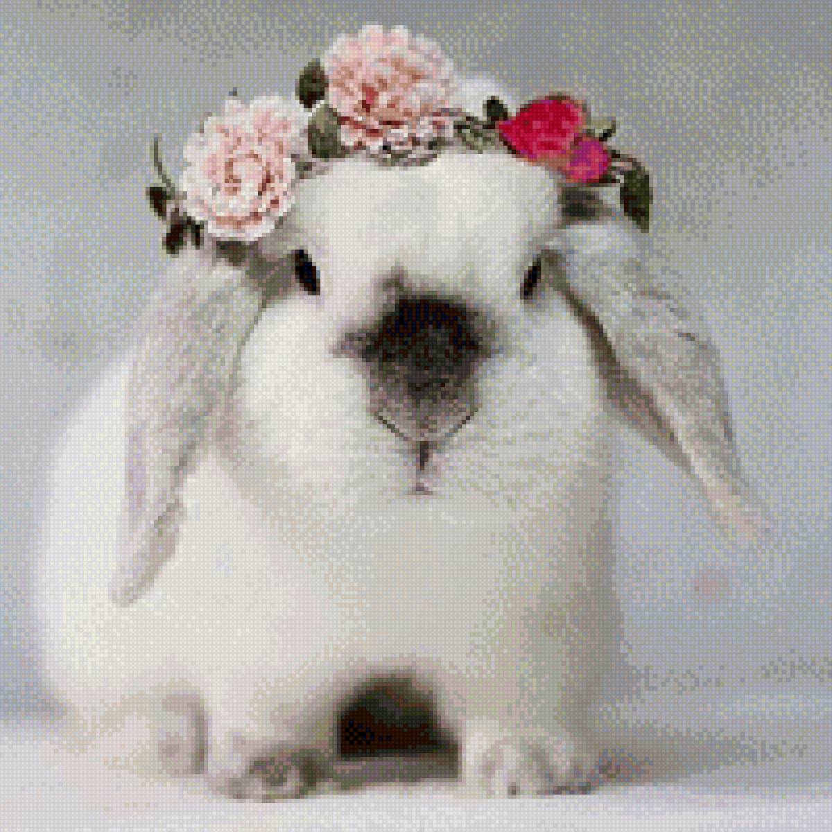 Кролик - кролик - предпросмотр