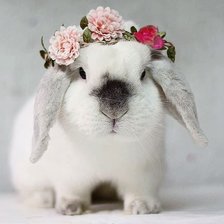 Схема вышивки «Кролик»