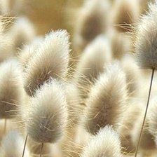 Схема вышивки «Пушистики»