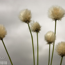 Схема вышивки «Пушистики»