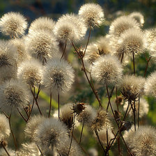 Схема вышивки «Пушистики»
