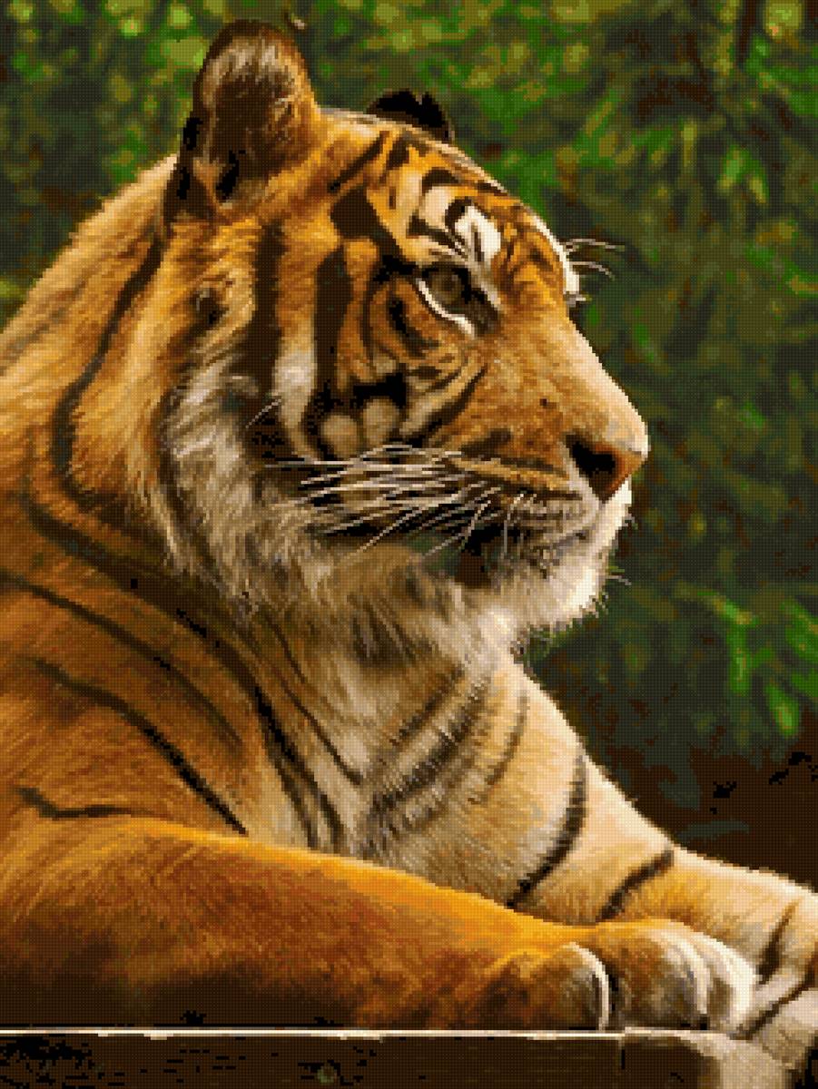 Тигр - канва можно использовать с 14 и 16 - 18 - предпросмотр