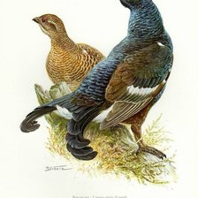 Схема вышивки «№2493542»