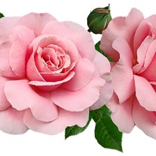 Схема вышивки «Розы»