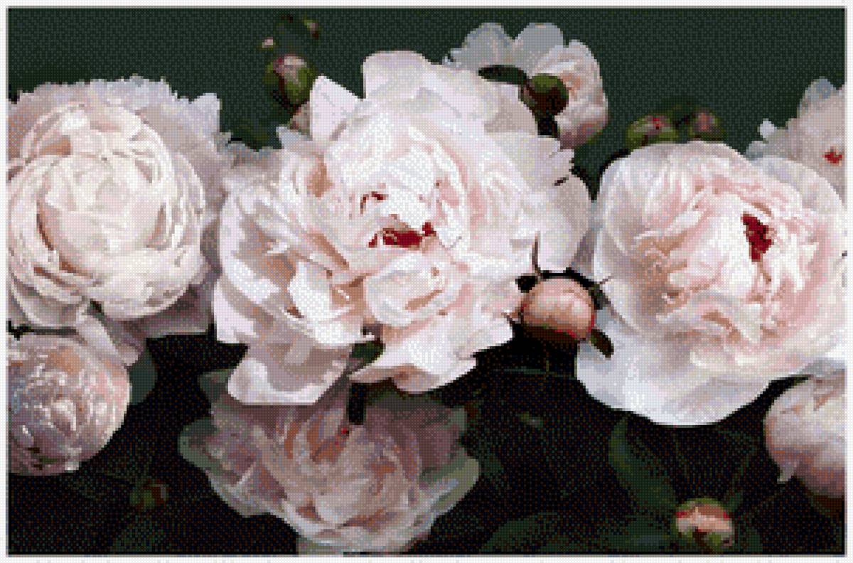 Пионы белые - предпросмотр