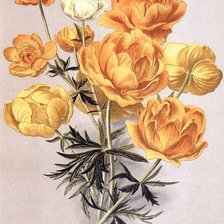 Схема вышивки «Купальница»