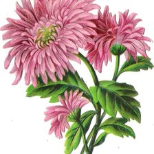 Схема вышивки «Хризантемы»