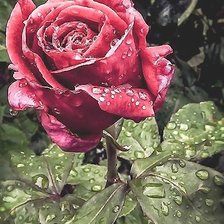 Схема вышивки «РОЗА НА КУСТЕ»