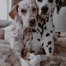 Схема вышивки «Dog»