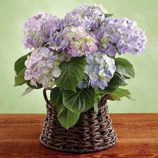 Схема вышивки «№2495226»