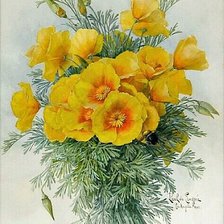 Схема вышивки «Эшшольция»