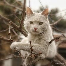 Схема вышивки «№2495647»