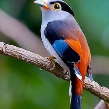 Схема вышивки «Птичка»