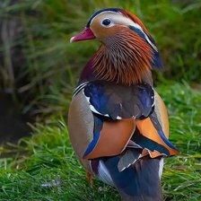 Схема вышивки «Уточка»