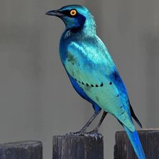 Схема вышивки «Птичка»