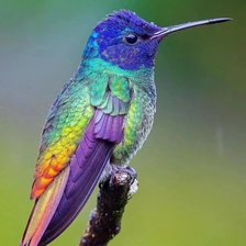 Схема вышивки «Птичка»