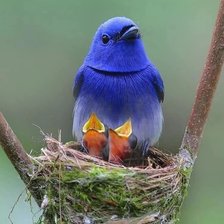 Схема вышивки «Птичка»