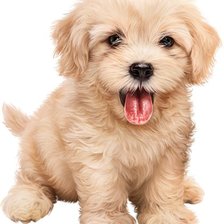 Схема вышивки «Mascota»