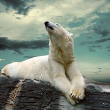 Схема вышивки «Белый медведь»