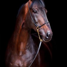 Схема вышивки «Лошадь 🐎»