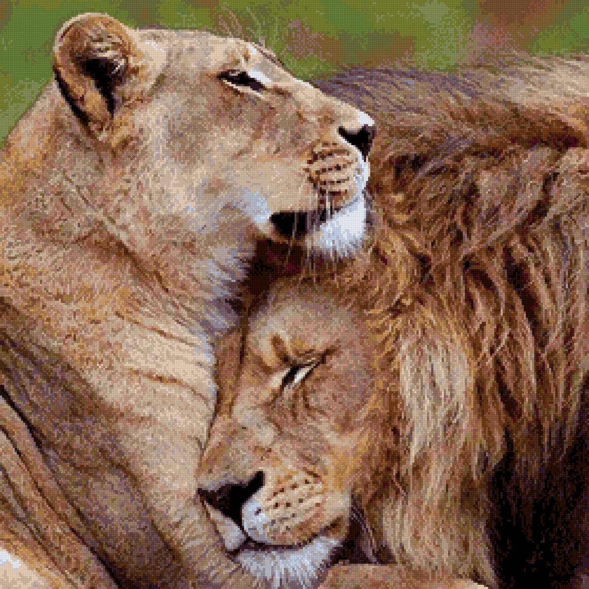 львы - предпросмотр