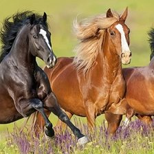 Схема вышивки «Лошади»