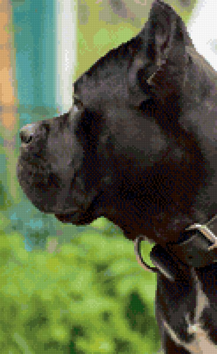 Кане-корсо Гай - кане-корсо - предпросмотр