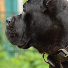 Схема вышивки «Кане-корсо Гай»