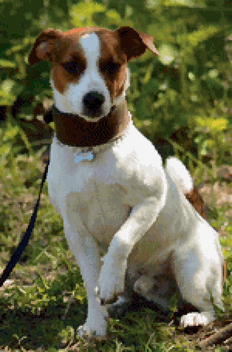 Джек-рассел - собаки, джек-рассел - предпросмотр