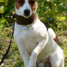 Схема вышивки «Джек-рассел»