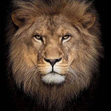 Схема вышивки «Лев»