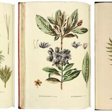 Схема вышивки «Ботаника»