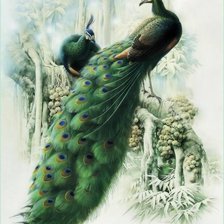 Схема вышивки «Peacock»