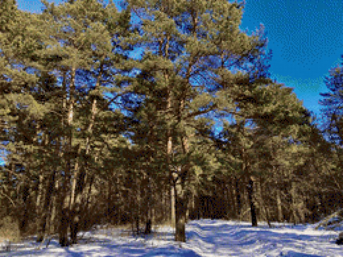 Сосны - предпросмотр