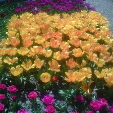 Схема вышивки «Тюльпаны Никитского ботанического сада»