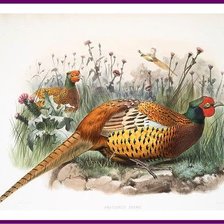 Схема вышивки «№2499008»