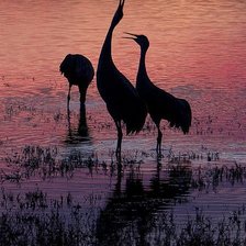 Схема вышивки «№2499015»