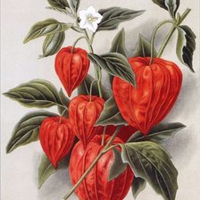 Схема вышивки «№2499030»