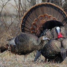 Схема вышивки «№2499444»