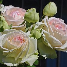 Схема вышивки «№2499451»