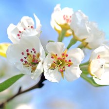 Схема вышивки «Яблоня»