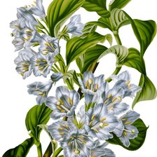 Схема вышивки «№2499887»