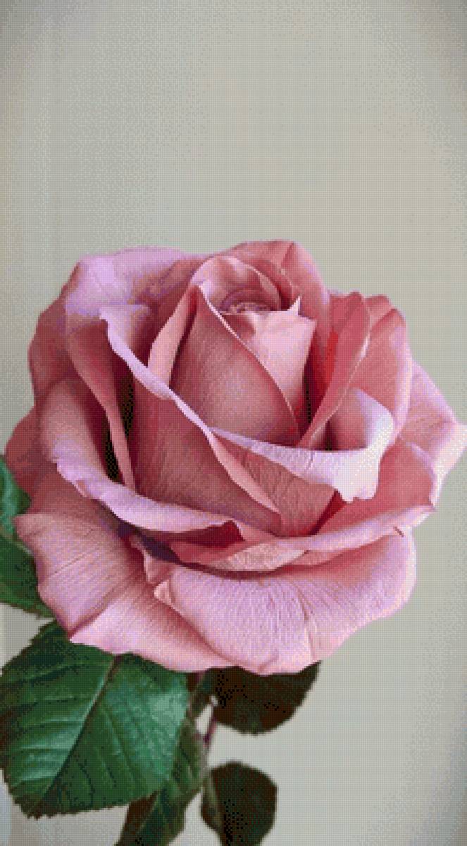 №2500536 - предпросмотр