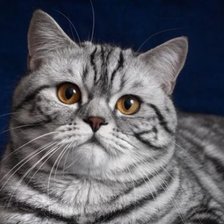 Схема вышивки «ВАЖНЫЙ»