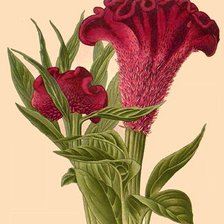 Схема вышивки «№2501010»