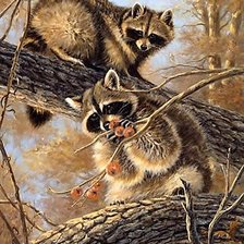 Схема вышивки «Еноты»